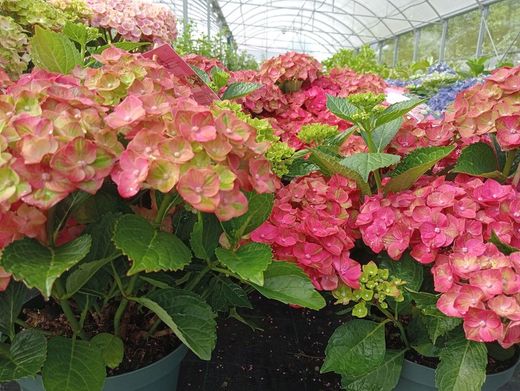 Hydrangea magical Greenfire Red (flor roja rosada)