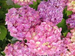 Hydrangea magical Greenfire Blue