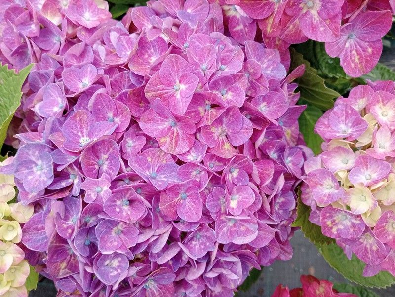 Hydrangea4936ページ Hortênsia de flor azul-violeta, Hydrangea macrophylla 
