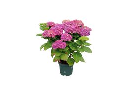 Hydrangea magical Greenfire Blue
