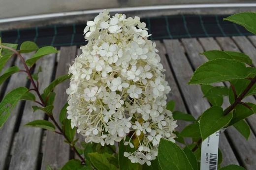 Hortensia paniculata Bobo
