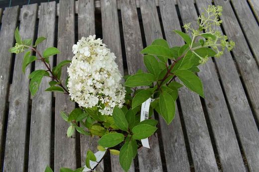 Hortensia paniculata Bobo