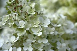 Hortensia paniculata Bobo