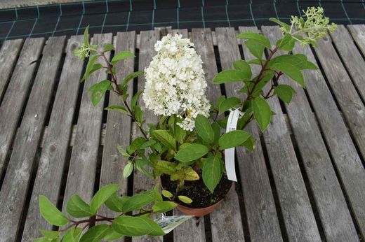 Hortensia paniculata Bobo
