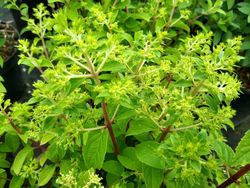 Hortensia paniculata Bobo