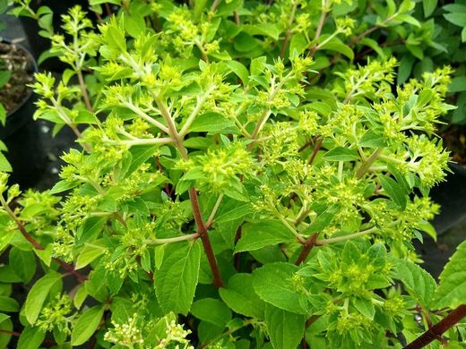 Hortensia paniculata Bobo