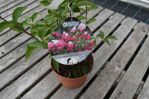 Hydrangea paniculata Fraise melba