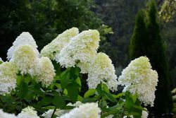 Hydrangea paniculata em destaque