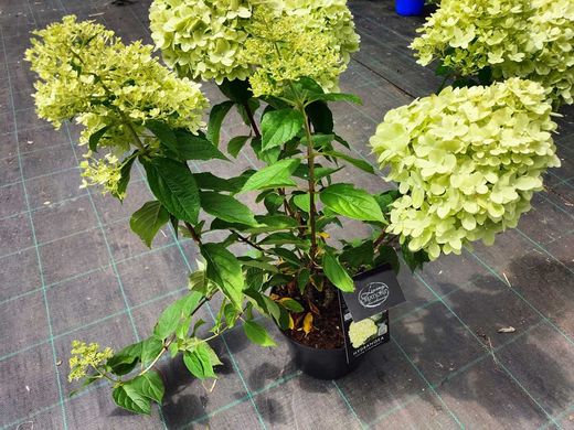 Hydrangea paniculata em destaque
