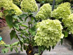 Hydrangea paniculata em destaque
