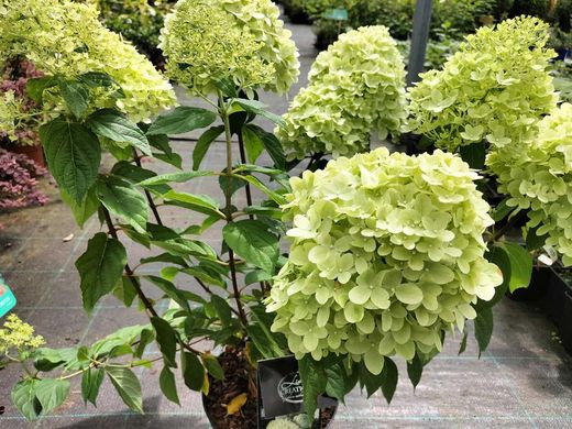 Hydrangea paniculata em destaque