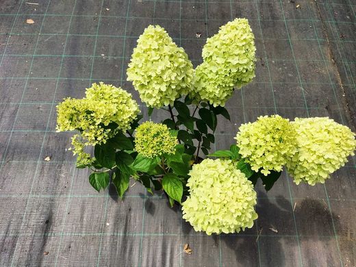 Hydrangea paniculata em destaque