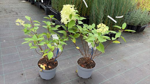Hydrangea paniculata Limelight