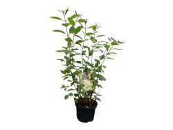Hydrangea paniculata Limelight