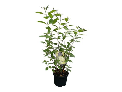 Hydrangea paniculata Limelight