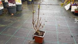 Hydrangea paniculata Limelight