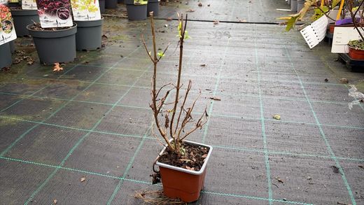Hydrangea paniculata Limelight