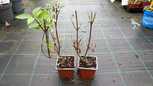 Hydrangea paniculata Limelight