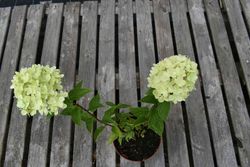 Hydrangea paniculata Little Lime