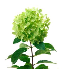 Hydrangea paniculata Little Lime