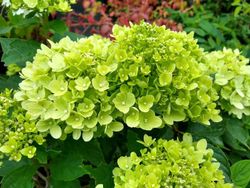 Hydrangea paniculata Little Lime
