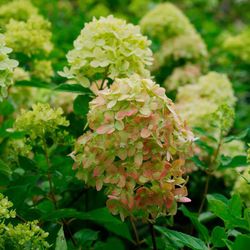 Hydrangea paniculata Little Lime