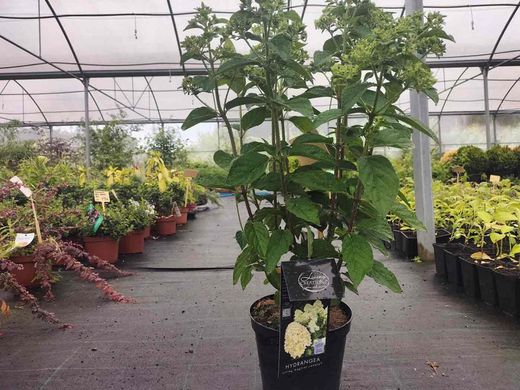 Hydrangea paniculata "Magical candle"
