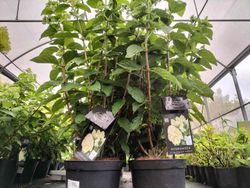 Hydrangea paniculata "Magical candle"