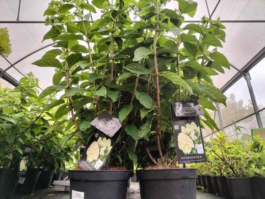 Hydrangea paniculata "Magical candle"