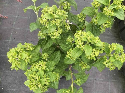 Hydrangea paniculata "Magical candle"