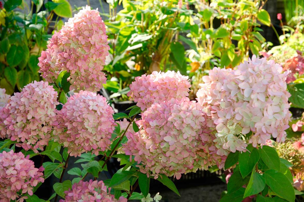 Hydrangea paniculata "Magical candle" Maceta de 3.5 litros. Altura de la planta 30/40 cm