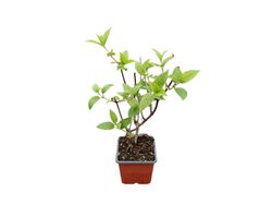 Hydrangea paniculata "Pink lady" - hortensia