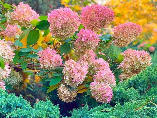 Hydrangea paniculata "Pink lady" - hortensia