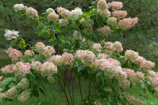 Hydrangea paniculata Unique, hortensia paniculata