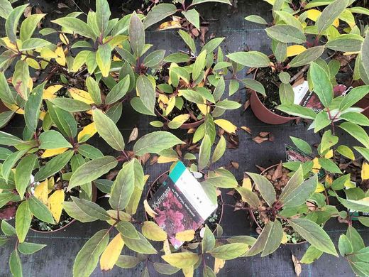 Hydrangea paniculata Wim´s red