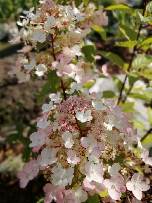 Hydrangea paniculata Wim´s red