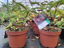 Hydrangea paniculata Wim´s red
