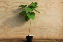 Hortênsia quercifolia 'Alice', hortênsia em vaso