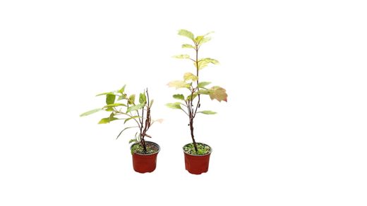 Hortênsia quercifolia 'Alice', hortênsia em vaso