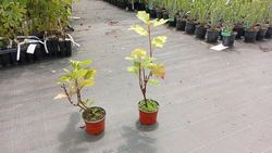 Hortênsia quercifolia 'Alice', hortênsia em vaso