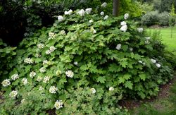 Hydrangea quercifolia "Snow Queen"