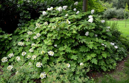 Hydrangea quercifolia "Snow Queen"