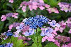 Hydrangea serrata 'Bluebird', hortensia