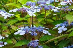 Hydrangea serrata 'Bluebird', hortensia