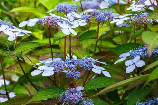Hydrangea serrata 'Bluebird', hortensia