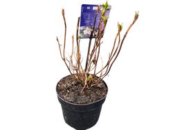 Hydrangea serrata 'Bluebird', hortensia