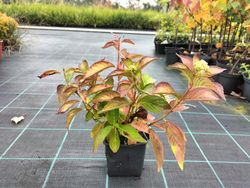 Hydrangea serrata 'Bluebird', hortensia