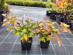 Hydrangea serrata 'Bluebird', hortensia