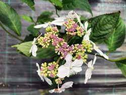 Hortênsia serrata "Grayswood", hortênsia