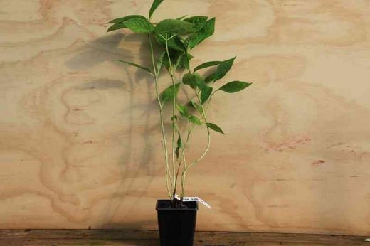 Hortênsia serrata "Grayswood", hortênsia